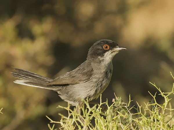 Samettipääkerttu, Sardinian Warbler, Sylvia melanocephala